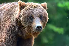 世界上最残酷的电话：少女被棕熊活吃期间先后给母亲打了三个电话图片