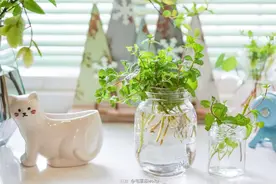 真正适合“水培”的植物有5种，其他的水培是“遭罪”，难养好图片