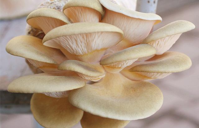 三十一种常见的菌类蘑菇图片