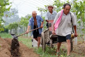 四月葡萄开花不管，挂果愁坏人！这样摘心整穗、保花保果、防病虫图片