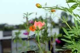 改善命运的三种方式：积善，改过与谦德图片