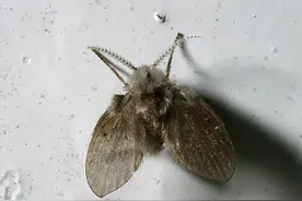 卫生间的小飞虫是什么？只需4步彻底解决，快叮嘱家人试试图片