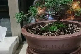 树桩盆景直接上盆养桩图片