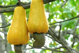 31种常见“食物”在自然界中的样子，看看你认识几个呢？图片