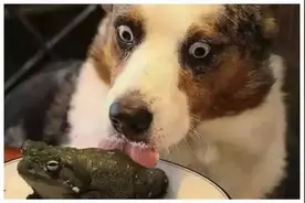 狗舔蟾蜍猫吃薄荷，动物们奇怪的“上瘾”行为，究竟是怎么回事？图片