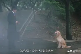 抖音上的狗，已经比人聪明了图片