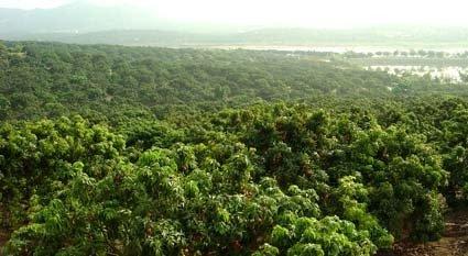 带你了解不一样的水果—龙眼，美味水果之一