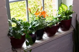 家里的盆栽植物土面长满白色毛毛，这些霉菌对人和植物有害吗？图片