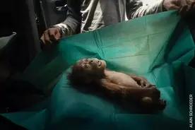 “荷赛奖”特展里，小红毛猩猩留给世界的最后一眼令人心碎图片