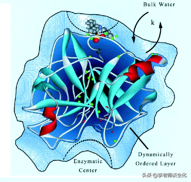 蛋白质的等电点、水化层和双电层