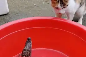 主人买了只鳄鱼，猫咪想把它当鱼吃，扑上去后，差点闹出猫命图片