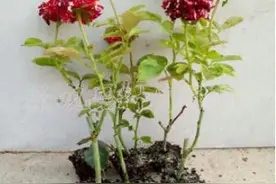 月季花扦插苗和嫁接苗选哪个好，它们又有什么区别呢？图片