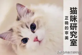 买猫防坑指南1：圆形是猫可爱的本质，挑猫迷茫时一定要坚定图片