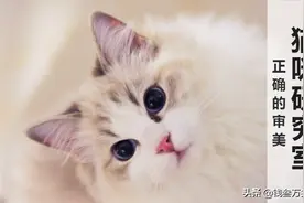 买猫防坑指南1：圆形是猫可爱的本质，挑猫迷茫时一定要坚定图片