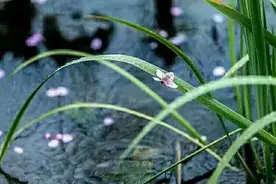 散文：浅夏，晨之韵味图片