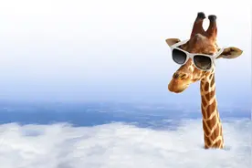 天生高血压的长颈鹿为什么很健康？稳住血压先学会6件事图片