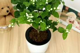 盆栽茉莉不用买，掰根枝条插土里，一盆变2盆，长势旺盛开花香图片
