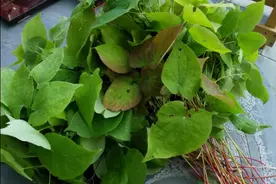 自己家山上采的纯野生三枝九叶草（淫羊藿）做成茶叶包养生保健图片