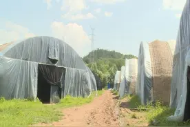 受疫情影响 滑子菇遇销售困境图片