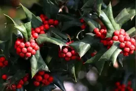 满身“刺”的枸骨，花点功夫也能驯化成盆景图片