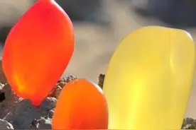 在新疆，有一种生活叫“捡石头”图片