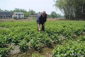 哟！内江这个村的侧耳根出名了图片