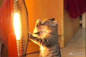 惊险！开电热毯给猫取暖，引发火灾图片