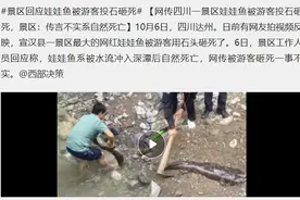 系自然死亡！景区辟谣娃娃鱼被游客投石砸死 两栖娃娃鱼被深潭致死图片