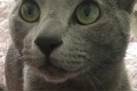 打猫真的有用吗？图片