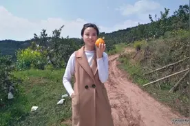 买橘子就要挑“母”橘子，记住这3种方法，保证个个鲜甜多汁图片