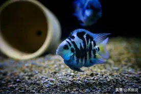 风靡国内水族市场的宠儿，新手好养好繁殖的观赏鱼，饲养经验汇总图片