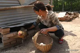 老母鸡下的蛋比鹌鹑蛋还小 农村人称这种蛋是“鬼蛋”图片