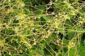 天生妩媚的“菟丝子”，文人骚客竟追逐，农民见到就除，听谁的？图片