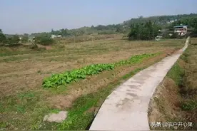 农村现在存在大片耕田无人耕种，那么再过十几年，是否还有人耕种图片
