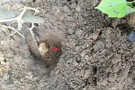 种植凉薯块根膨大难？结薯于土层，选好地块，注重分枝修剪等管理图片