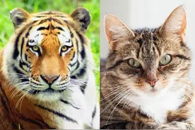 同为猫科动物，猫和老虎到底有什么区别？图片