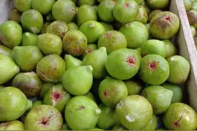 烟台之无花果图片