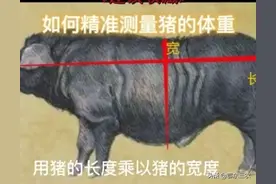 农村老人用老方法测量生猪的体重和计算出肉率，与过秤称相差无几图片