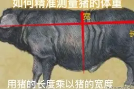 农村老人用老方法测量生猪的体重和计算出肉率，与过秤称相差无几图片