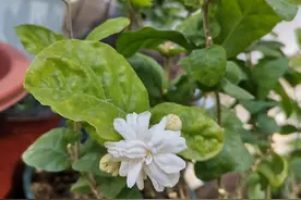 4月26日洗根后用河沙深埋的茉莉花老桩已发芽，现在可以晒太阳吗图片