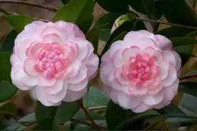 茶花有新芽一个多月了就是不展开叶片怎么回事？坐标山东济南图片