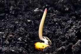 玉米出苗被鸟叼，老农新创意，拿孙女三件玩具就可驱鸟图片