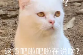 一组关于小猫咪的表情包图片
