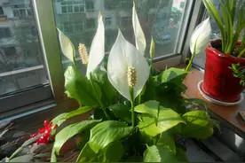 6种“吉利花”，养在客厅最适合，好看又大气，不见光照也能开爆图片