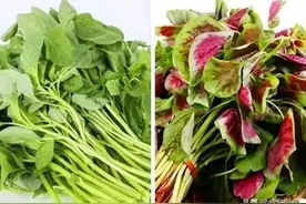 同样是苋菜，“绿色”和“红色”的区别这么大？知道后别再瞎买了图片