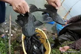以前被当作观赏鱼引进我国，如今在农村河里泛滥，至今没有天敌图片
