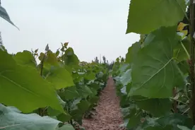 无飞絮杨树苗怎样去除杂草图片