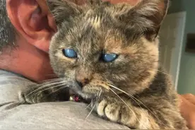 捡了一只三个月大的失明小猫，被照顾后…阿伟死了图片