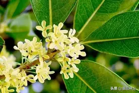 三个理由让你深信盆栽桂花还是月桂这个品种好图片