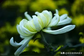 百校联盟2022届高三开学摸底联考全国卷语文试卷及答案解析图片